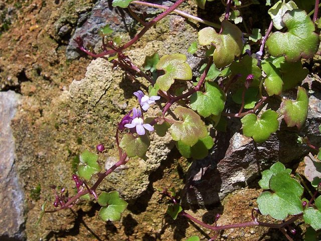 Cymbalaria muralis / Ciombolino comune